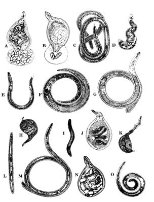 shape and sizes of nematodes Diagnosis of nematode