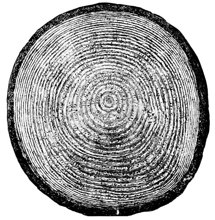 Tree Rings and Temperatures Tree growth rings are visible in a cross-section of the tree trunk. Every year, the tree grows a new ring on the outside.