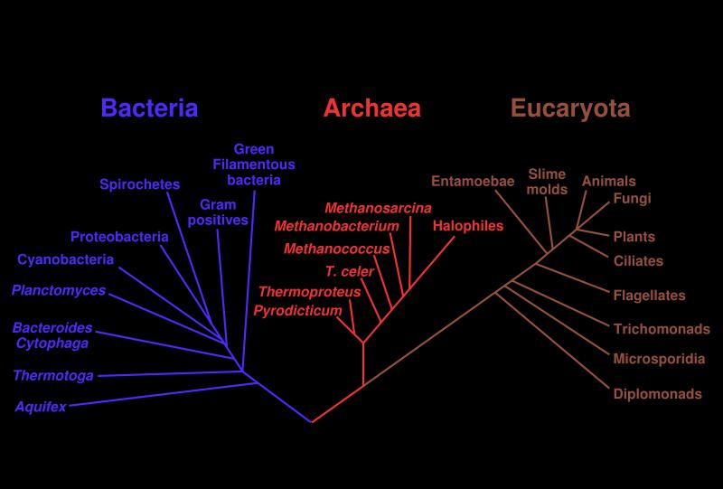 Phylogeny tree Purpose: To summarize the key aspects of a