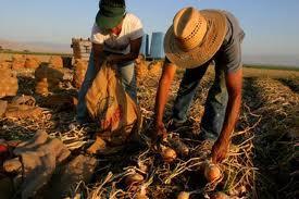 deaths among all reported heat deaths among crop workers heatcrop