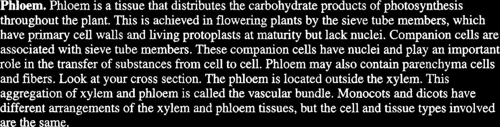 next. These are the tracheids. The cells that actually carry the water were misnamed "tracheary elements" in the seventeenth century ('Yrachea" means air duct) and the name was never corrected.