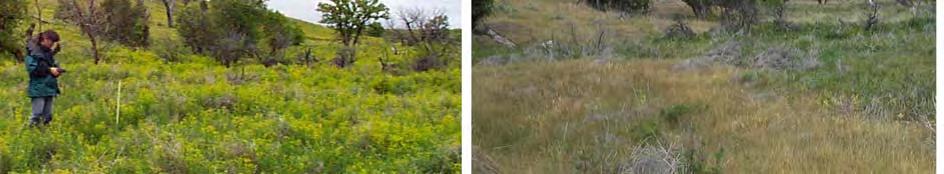 both dominated by leafy spurge in 1998.