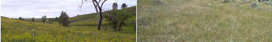 The left photograph (1998) shows a broad draw and hill slope