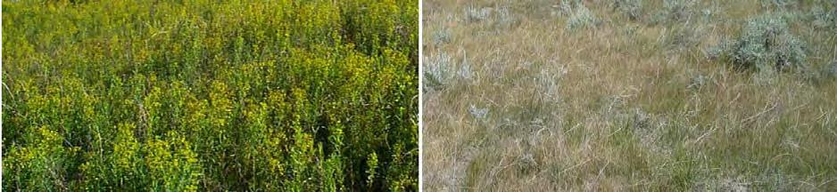 Very few leafy spurge plants remain in 2004 (right). This area was a control site.