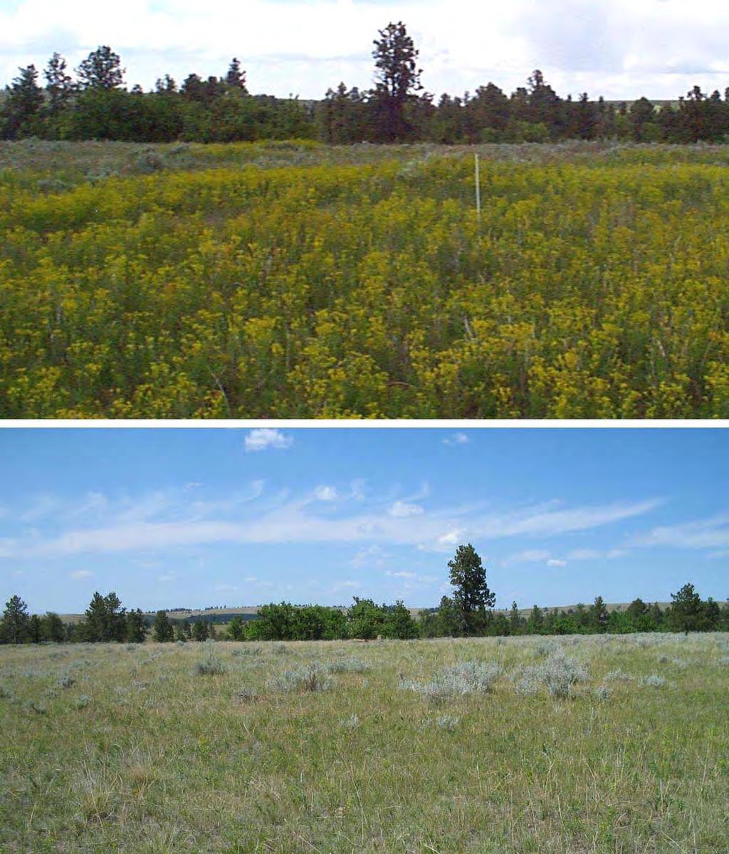 Appendix A, Section 3: Changes in leafy spurge cover on upland release sites. Figure A7: Photographs taken at release site #40.