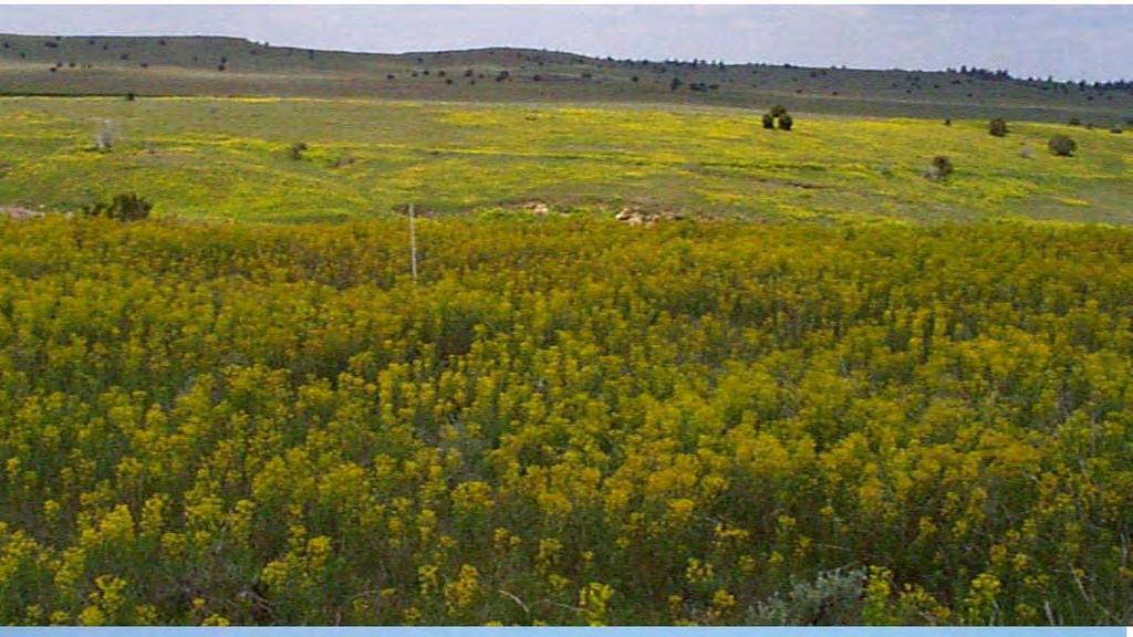 Appendix A, Section 4: Changes in leafy spurge cover on control sites in upland