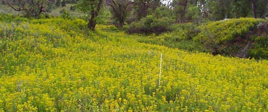 Appendix A, Section 4: Changes in leafy spurge cover on