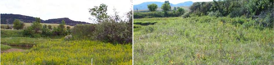 Appendix A, Section 6: Changes in leafy spurge cover on riparian control sites.