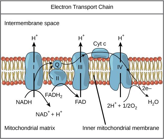 u u u u NADH and FADH2 pass through proteins in the inner membrane of the mitochondria.