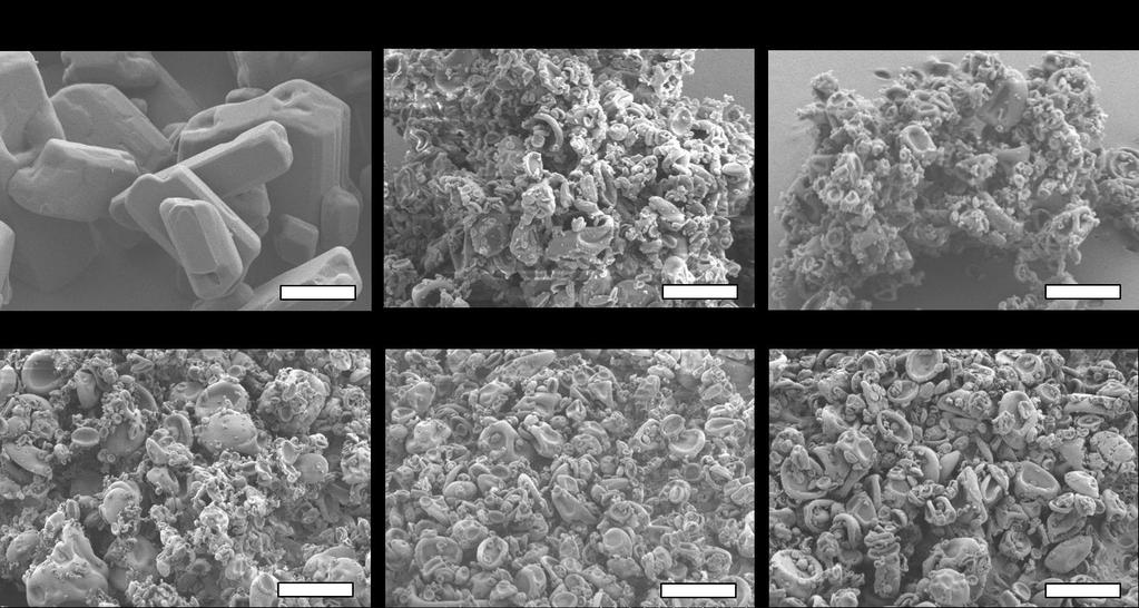 Scanning Electron Microscopy Figure S8. Representative SEM images of crystalline phenytoin and various SDDs at a constant drug loading of 10 wt%. Scale bars equal 5 μm.