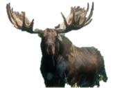 YAK All codes are based on FEM RELAP7 MOOSE routines