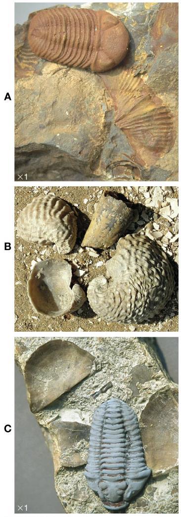 Q5. Using index fossils to date rocks and events. Use your Lab Manual, page 221, for clearer pictures of fossils. I) What index fossils from Figure 8.10 are present?