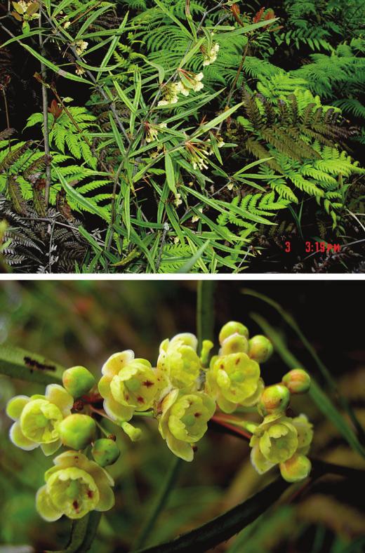 Fig. 2. Berberis wuchuanensis. Above: habit in the wild; below: detail of flowers.