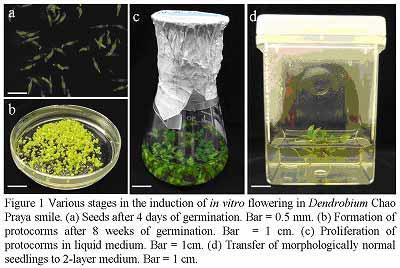 In vitro flowering and in vitro pollination: methods that will benefit the orchid industry Kim Hor HEE, Hock Hin YEOH, Chiang Shiong LOH Department of Biological Sciences, National University of