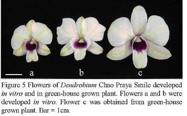 In this paper, we have demonstrated the possibility of inducing in vitro flowering of Dendrobium must earlier than time required for conventional breeding method.