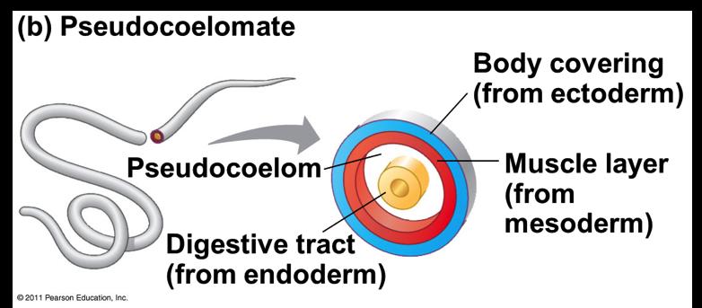 Animal Body Plans: Pseudocoelomates v Pseudocoelom A body cavity derived from the mesoderm