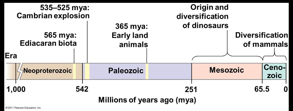 History of animals spans > half a billion years v Includes a great diversity of