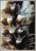Coral reefs Polyp Skelton Figure 25.