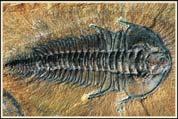 Arthropods: Trilobites