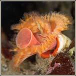 Trochophore larval stage Platyzoa Figure 33-5 Mouth Gut