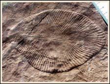 Doushantou fossils 580-542 Ma 94 Doushantuo