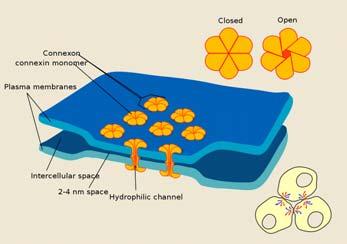 1 2 Animal innovations (Symplesiomorphies) 1. Gap (Septate) junctions Loss of the choanocyte 2.