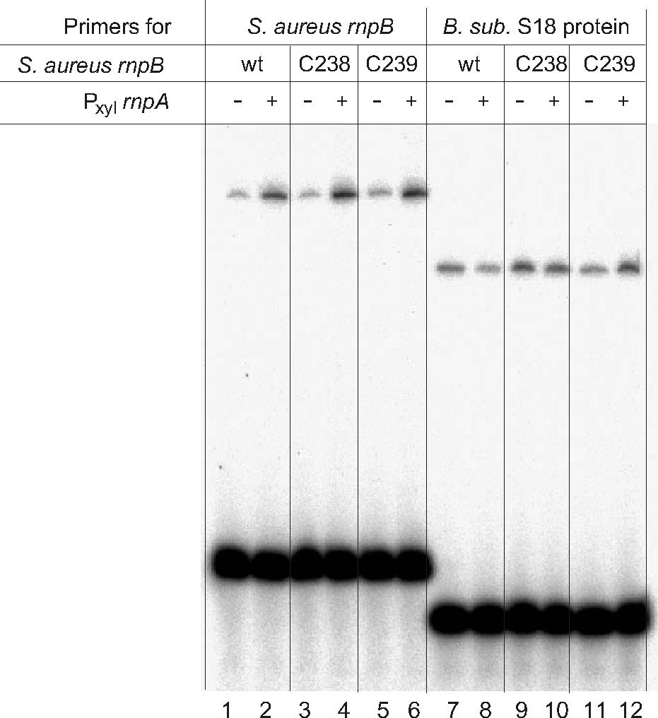 - 3 - FIGURES Figure S1. Radioactive reverse transcription PCR (RT-PCR) analysis of strain SSB318 complemented with S. aureus rnpbwt or rnpbc238/c239.