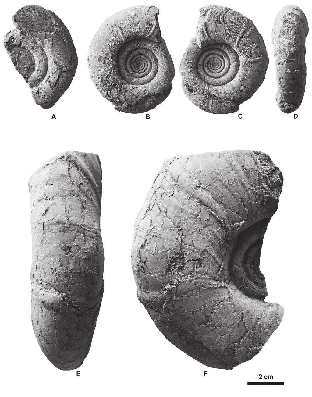 Campanian "Soya Fauna" ammonoids from Hidaka Figure 2. Saghalinites and Gaudryceras from float concretions found in a small tributary of the Pankeushappu River in the Hidaka area, Hokkaido.