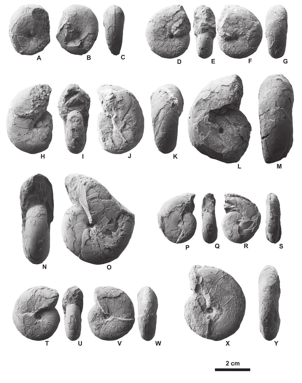 Campanian "Soya Fauna" ammonoids from Hidaka Figure 3. Damesites and Desmophyllites from float concretions found in a small tributary of the Pankeushappu River in the Hidaka area, Hokkaido.