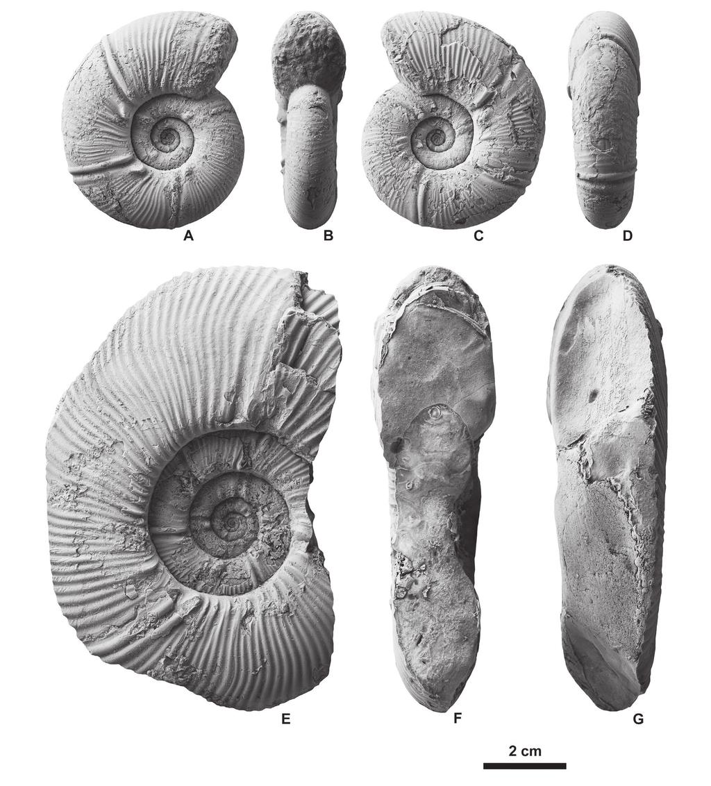 Campanian "Soya Fauna" ammonoids from Hidaka Figure 4.