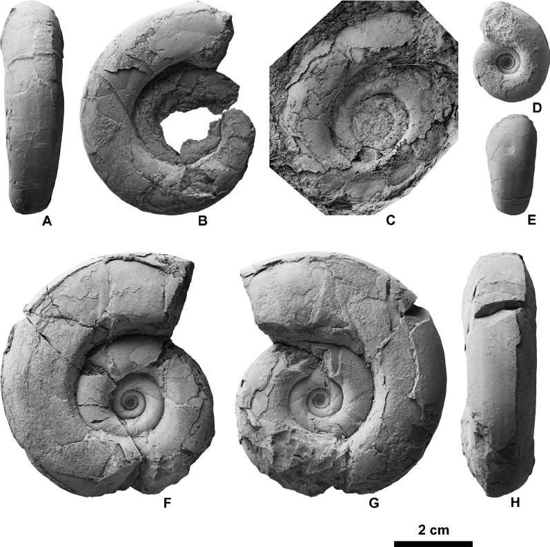 332 Yasunari Shigeta et al. Figure 7. Saghalinites and Tetragonites from the Chinomigawa Formation. A C, Saghalinites teshioensis Matsumoto, 1984a; A, B, HMG-1650 from Loc.