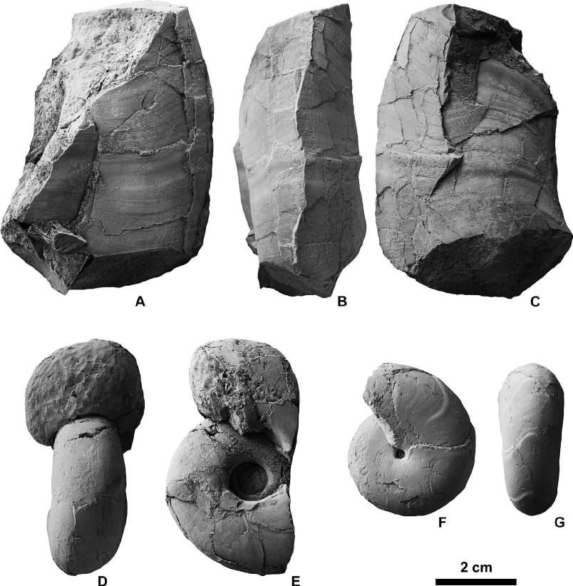 334 Yasunari Shigeta et al. Figure 8. Gaudryceras, Tetragonites and Desmophyllites from the Chinomigawa Formation. A C, Gaudryceras cf. crassicostatum (Jimbo, 1894), NMNS PM35019 from Loc.