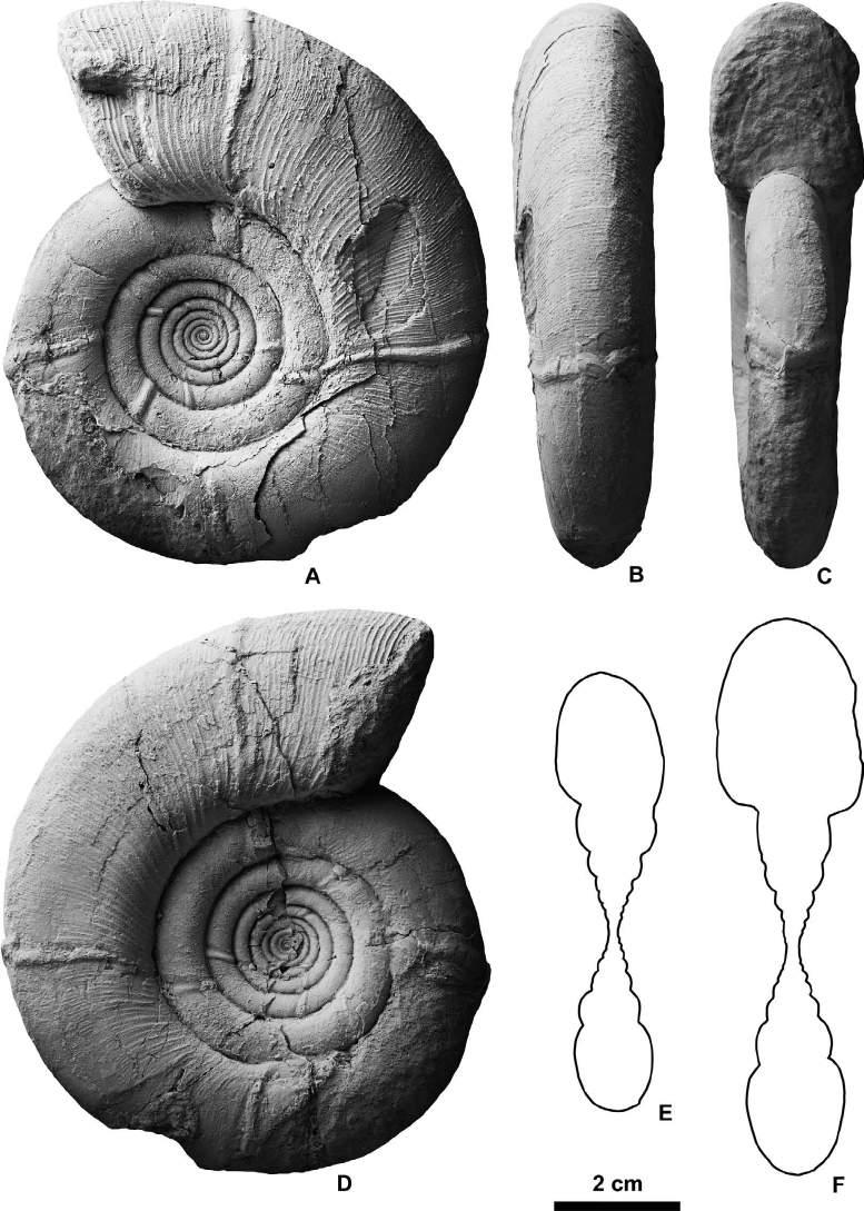 336 Yasunari Shigeta et al. Figure 9. Gaudryceras sp., HMG-1653, from Loc. 7 in the Chinomigawa Formation.