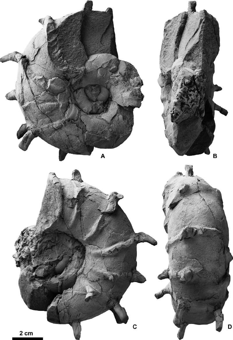 Campanian ammonoids from Urakawa 341 Figure 13. Menuites sp., NMNS PM35026, from Loc.