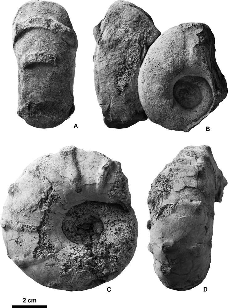 342 Yasunari Shigeta et al. Figure 14. Menuites sp. from the Chinomigawa Formation. A, B, HMG-1657 from Loc. 7; A, ventral view; B, left lateral view; C, D, HMG-1656 at Loc.