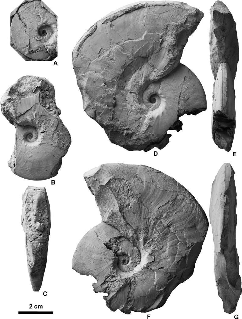 Campanian ammonoids from Urakawa 345 Figure 17. Metaplacenticeras subtilistriatum (Jimbo, 1894) from the Chinomigawa Formation. A, NMNS PM35028 from Loc.