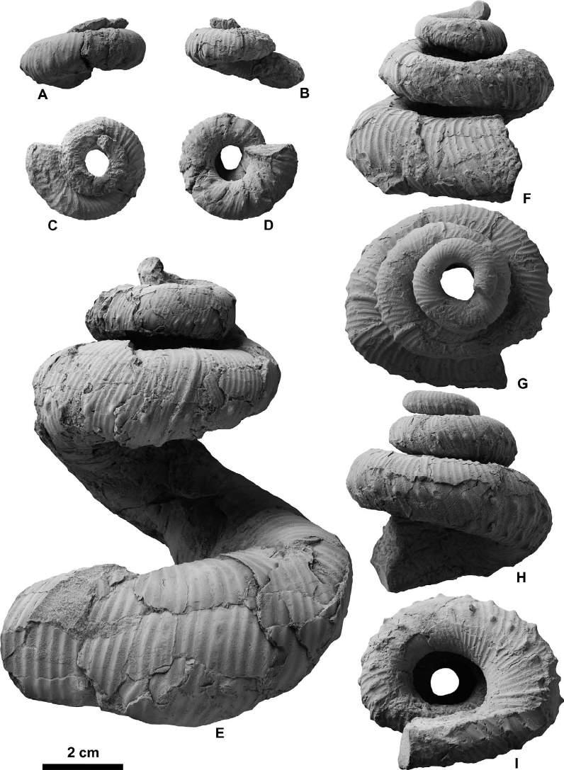 Campanian ammonoids from Urakawa 347 Figure 18. Didymoceras hidakense Shigeta sp. nov. from the Chinomigawa Formation. A D, HMG-1662 (paratype) from Loc.