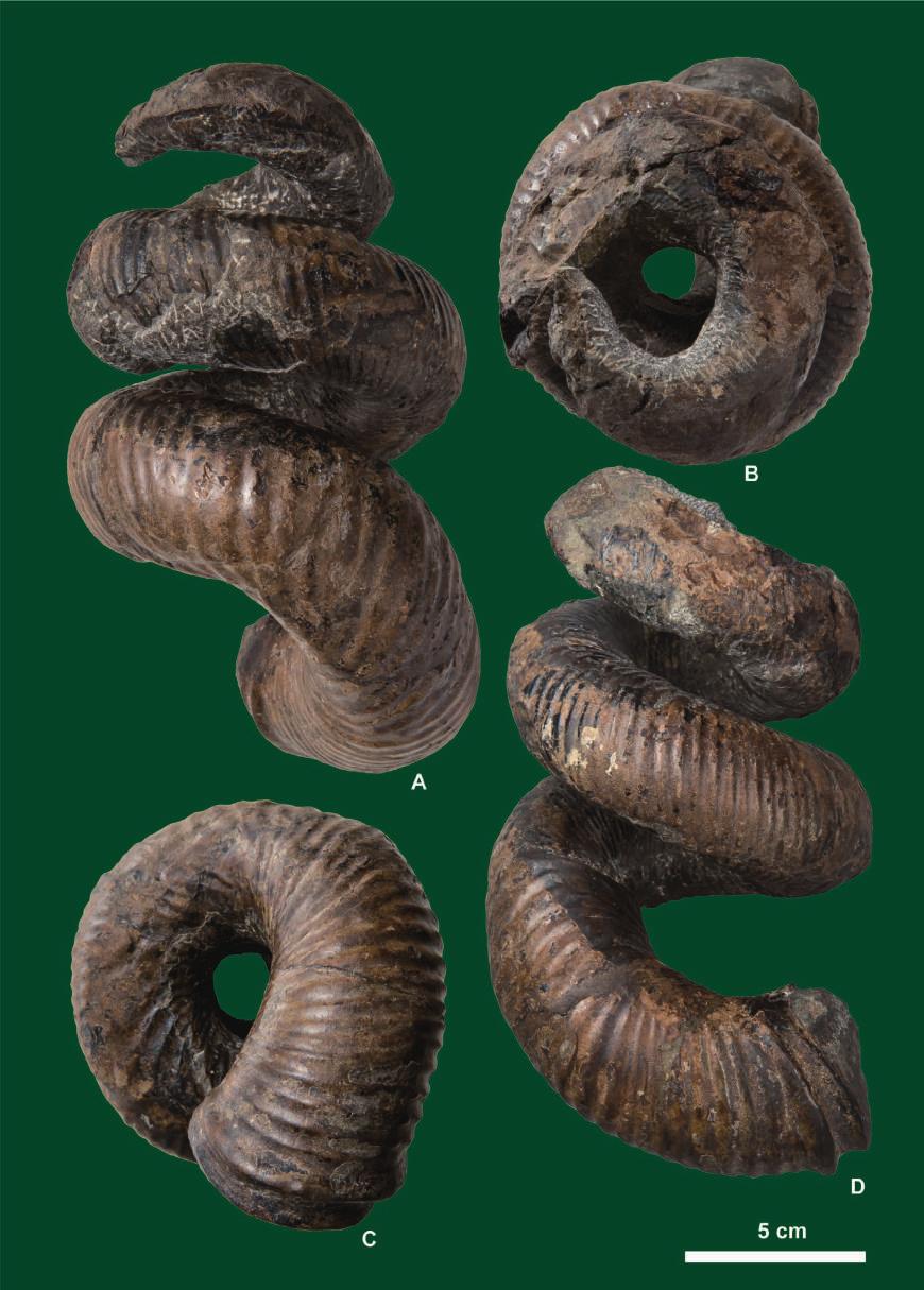 348 Yasunari Shigeta et al. Figure 19. Didymoceras hidakense Shigeta sp. nov., HMG-1660 (holotype), from Loc.