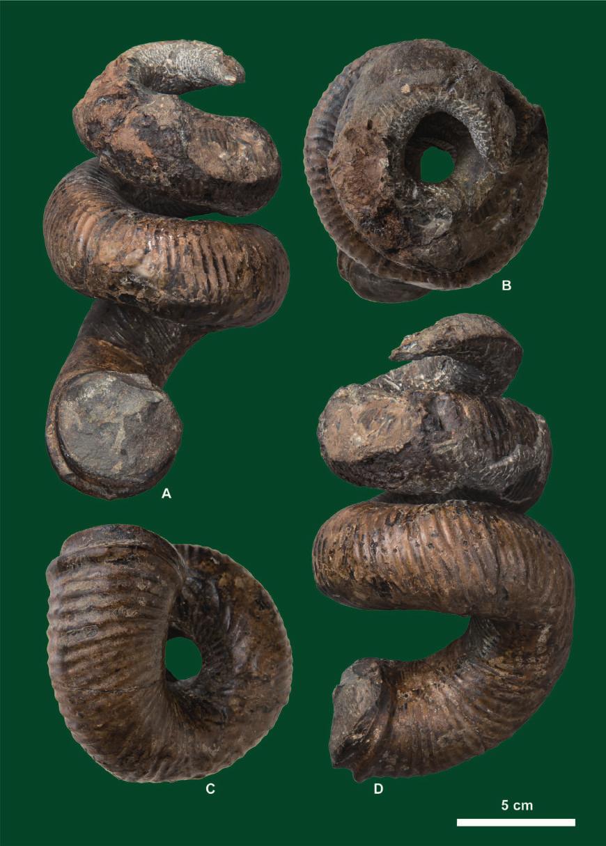 Campanian ammonoids from Urakawa 349 Figure 20. Didymoceras hidakense Shigeta sp. nov., HMG-1660 (holotype), from Loc.