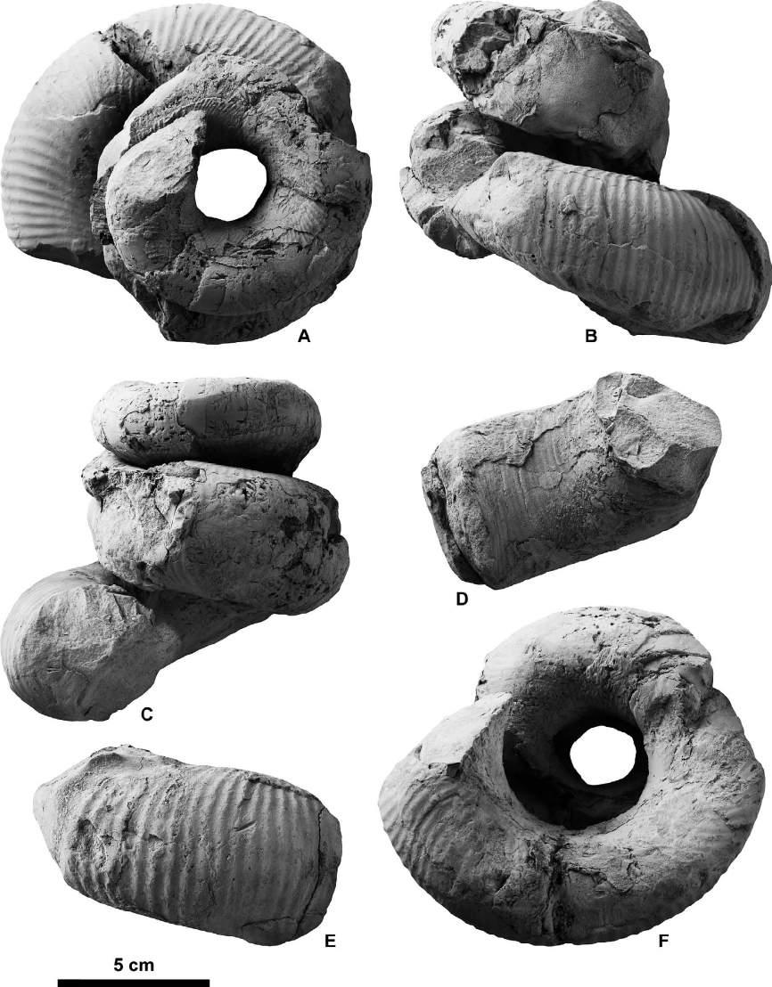 350 Yasunari Shigeta et al. Figure 21. Didymoceras hidakense Shigeta sp. nov., HMG-1661 (paratype), from Loc. 11 in the Chinomigawa Formation.