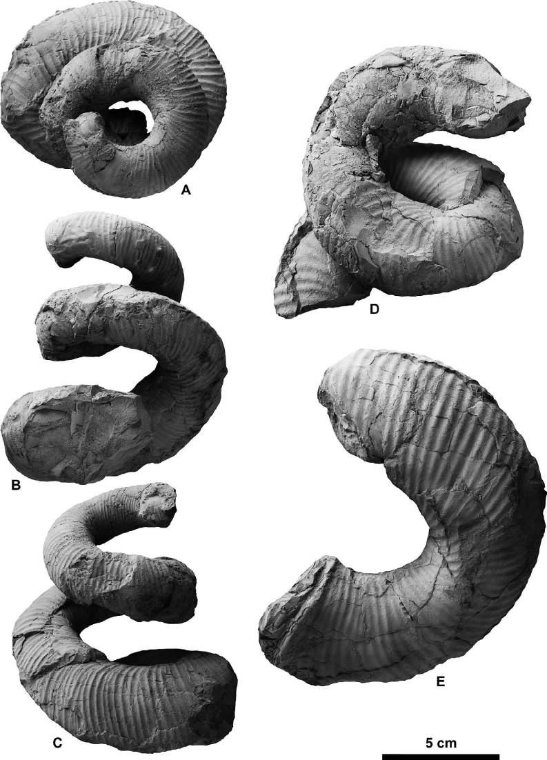Campanian ammonoids from Urakawa 351 Figure 22. Didymoceras hidakense Shigeta sp. nov. from the Chinomigawa Formation in the Tsukisappu River area.