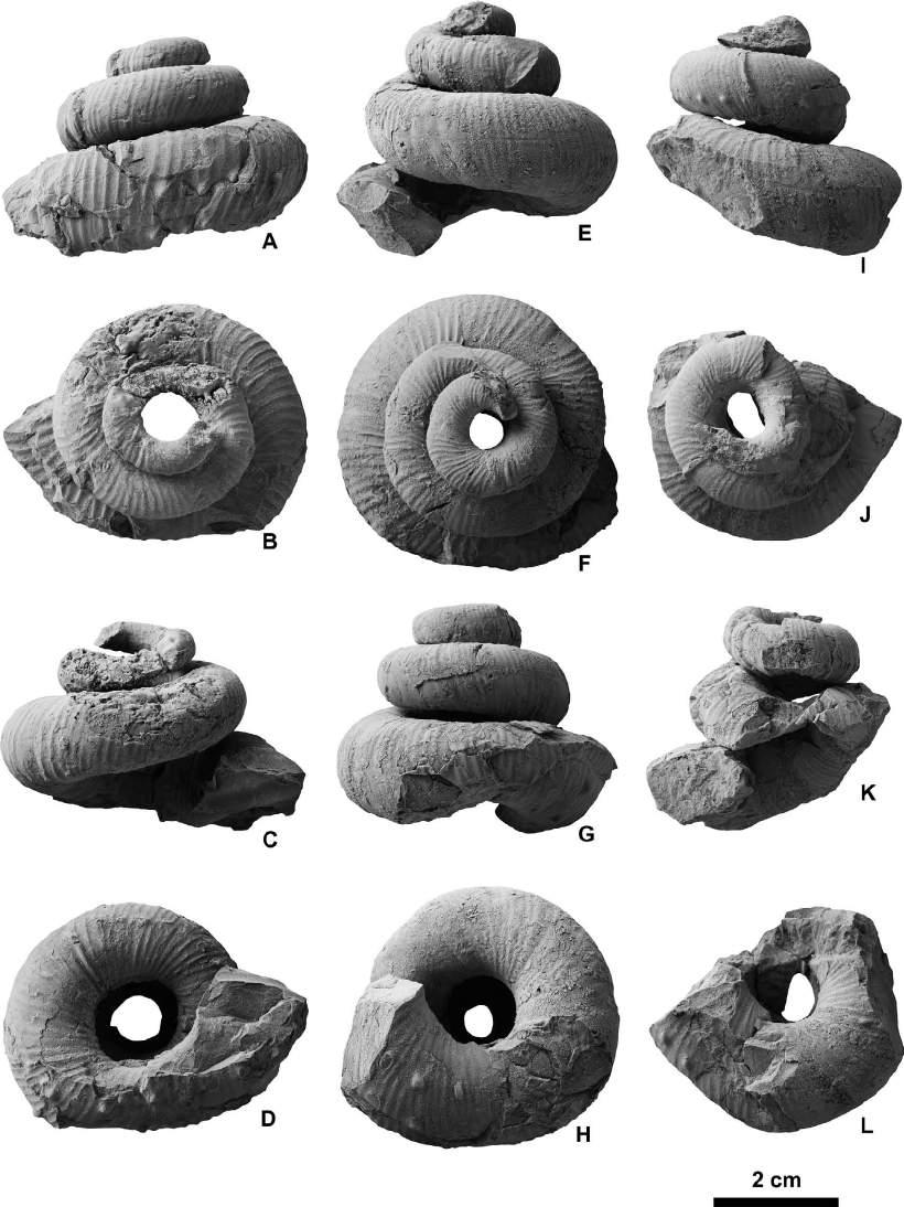 352 Yasunari Shigeta et al. Figure 23. Didymoceras hidakense Shigeta sp. nov. from the Chinomigawa Formation in the Tsukisappu River area.