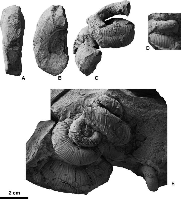 Campanian ammonoids from Urakawa 353 Figure 24. Tetragonites and Didymoceras from the Chinomigawa Formation. A, B, Tetragonites popetensis Yabe, 1903, HMG-1651 from Loc.