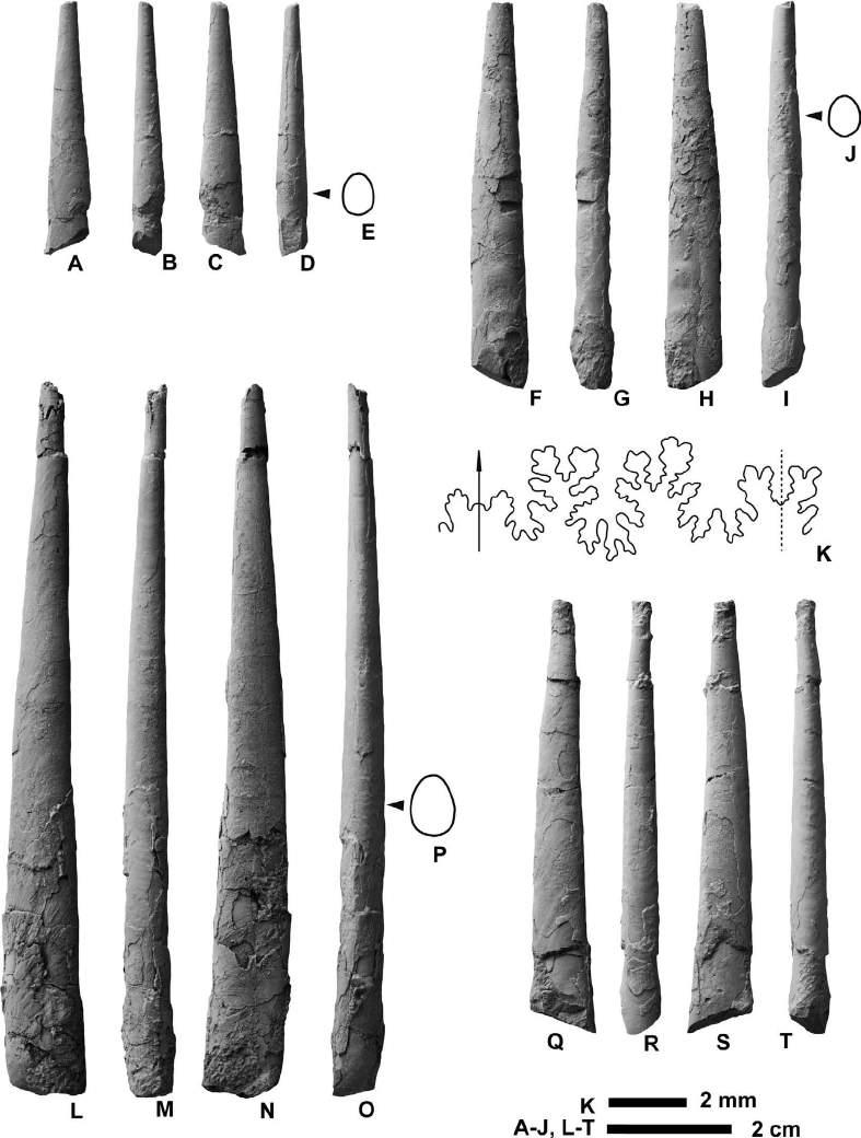 354 Yasunari Shigeta et al. Figure 25. Baculites subanceps Haughton, 1925 from the Chinomigawa Formation. A E, HMG-1667 from Loc.
