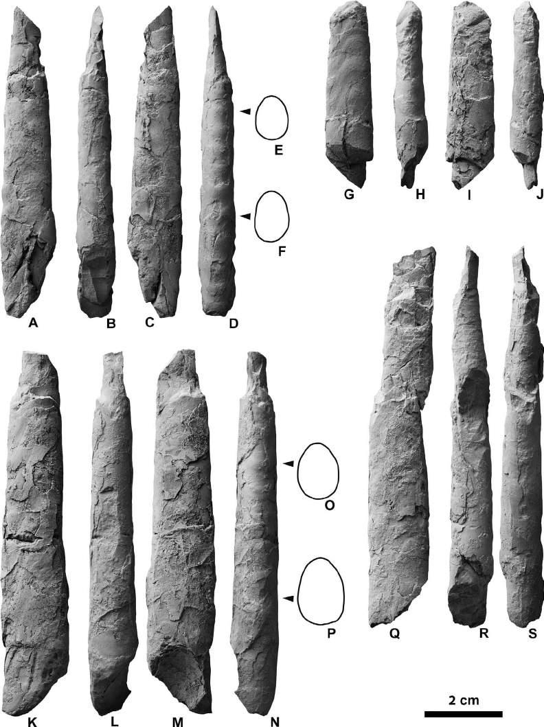 Campanian ammonoids from Urakawa 355 Figure 26. Baculites subanceps Haughton, 1925 from Loc. 11 in the Chinomigawa Formation.