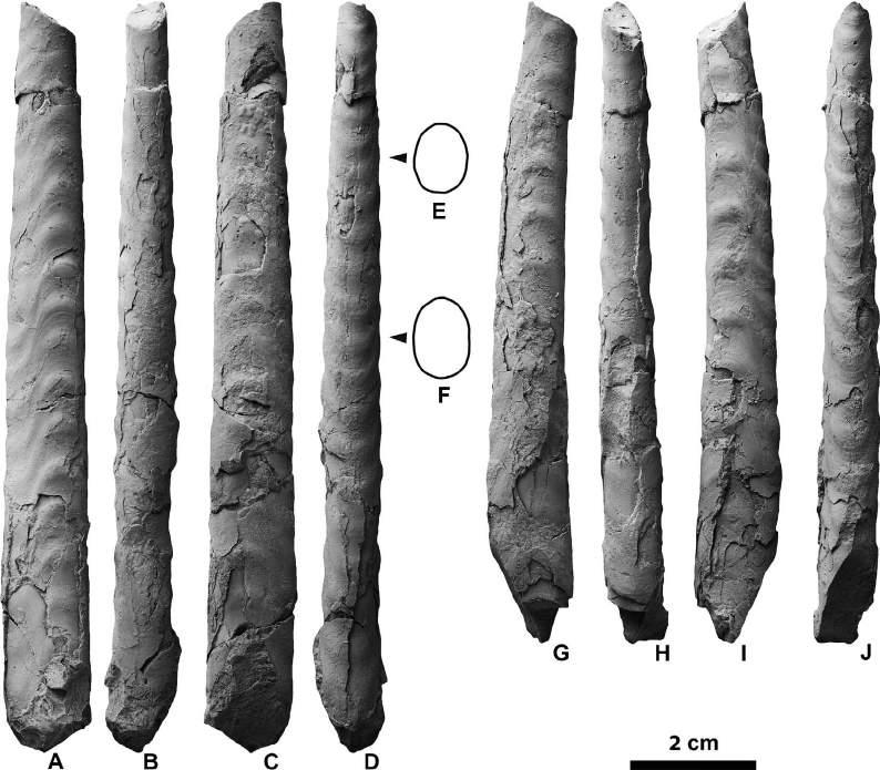 356 Yasunari Shigeta et al. Figure 27. Baculites subanceps Haughton, 1925 from Loc. 14 in the Chinomigawa Formation.