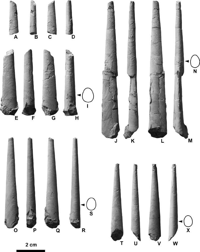 358 Yasunari Shigeta et al. Figure 29. Baculites sp. from Loc. 3 in the Chinomigawa Formation.