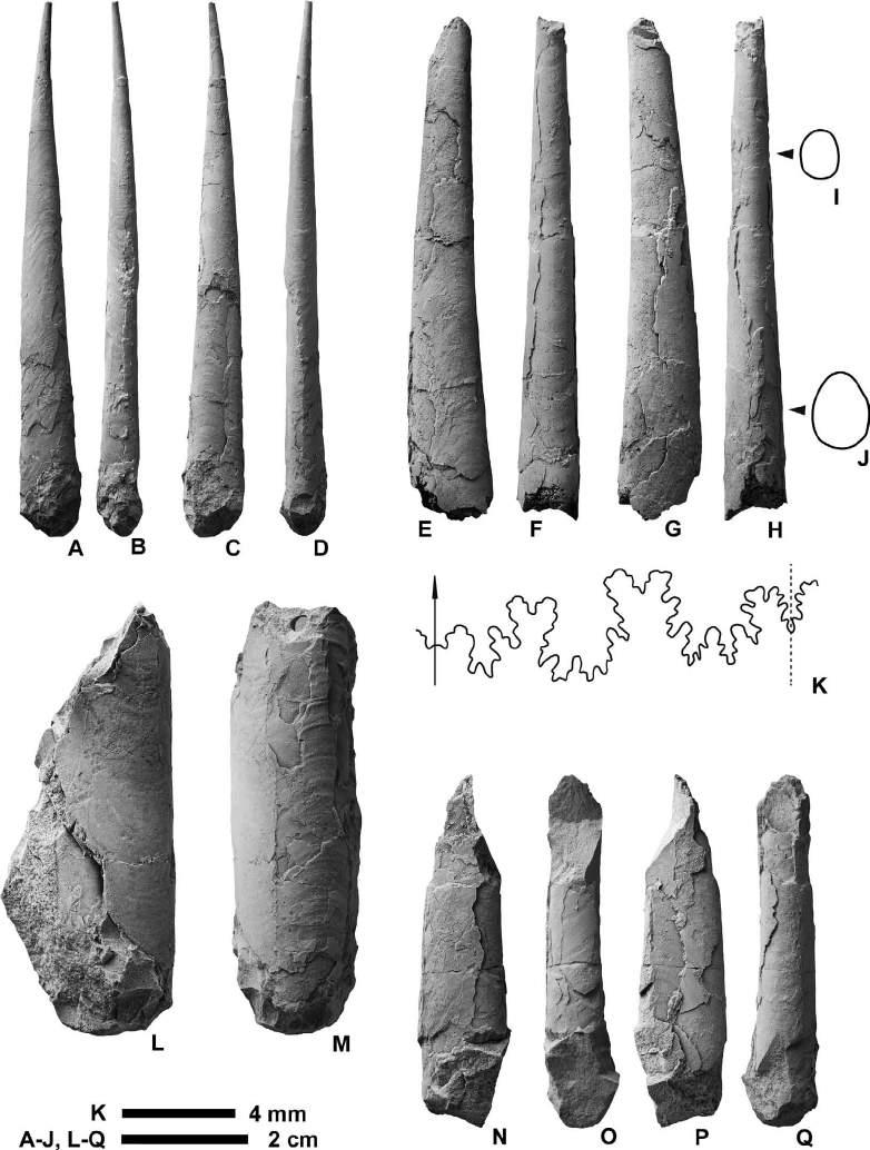 Campanian ammonoids from Urakawa 359 Figure 30. Baculites sp. from Loc. 4 in the Chinomigawa Formation.