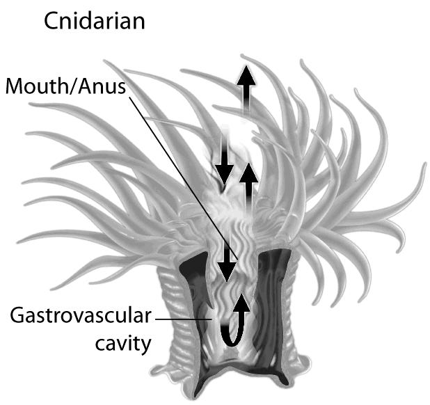 into its gastrovascular cavity. Would you classify this cnidarian as a filter feeder, a herbivore, or a carnivore? 92.