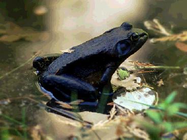 Amphibians Cold-blooded